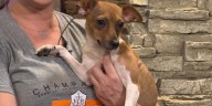 Adopt a Pet: Meet Sugar Belle!