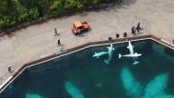 Canada's Marineland says 'if we don't get aid, we may have to kill our whales'
