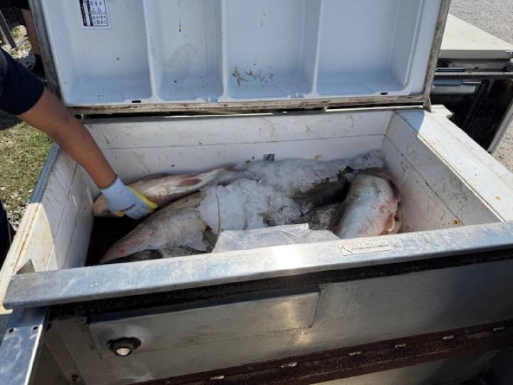 Teacher turns invasive carp into food for injured birds of prey