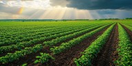 Un estudio advirtió que las prácticas agrícolas intensivas degradan los suelos y amenazan la producción de alimentos
