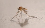 Los mosquitos llegan a Islandia por primera vez en la historia