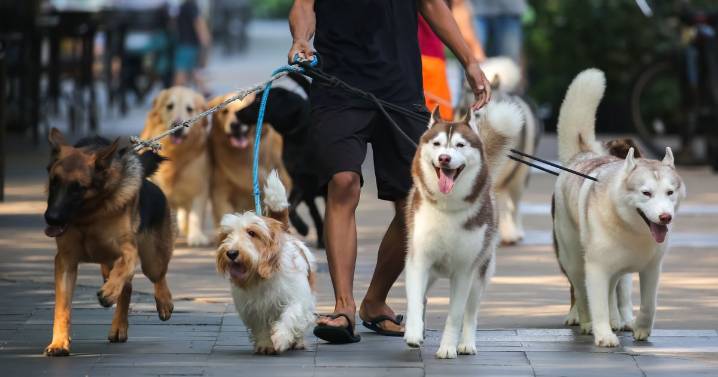 Vet says busy families should not own these five breeds of dog as a pet