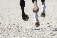 British Dressage reveals first horse welfare statistics and next steps