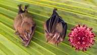 Coronavirus-Like Virus Discovered in South American Bats, Researchers Say