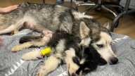 Kentucky Mama Dog Breaks Down In Tears While Separated From Her Puppy During Rescue
