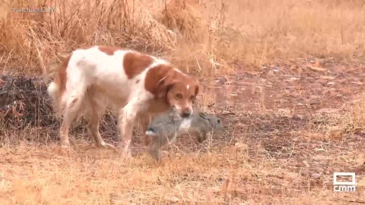 De caza de conejos en Los Navalmorales