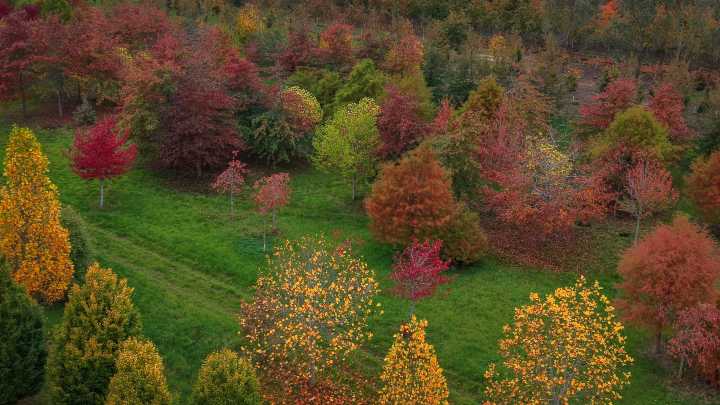 Take a bough: How — and why — you should plant a mature tree