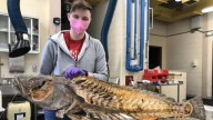 This Rare Fish, Nicknamed 'Marine Cocaine', Is Costlier Than Gold