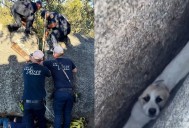 VIRAL: Zoe, la cachorrita que quedó atrapada entre enormes piedras en California y fue rescatada