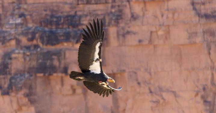 How some Utah hunters can get $800 gift card