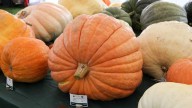How to grow a giant pumpkin, with help from science