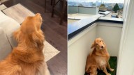 Washington Golden Retriever Freezes At The Leash, And His Owner Can’t Figure Out Why