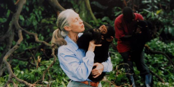 Jane Goodall Passes Away Aged 91