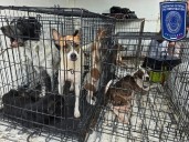 Aseguran 19 animales en situación de maltrato en septiembre