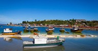 Pesca artesanal pide acceso a nuevas pesquerías ante escasez de la jibia e impacto económico local