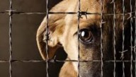 ¡Indignante! Rottweiler muere por negligencia y nueve perros son rescatados en Medellín: tres judicializados por maltrato
