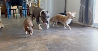 Helping hands needed for furry friends: Old Souls Animal Rescue and Retirement Home searching for volunteers