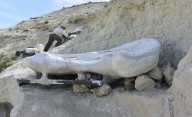 Descubren en Chubut una tortuga marina gigante de unos 20 millones de años
