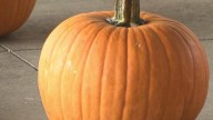 Trick-or-treating guide for south