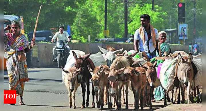 ‘Donkey rout’: MP loses 94% of donkeys in 3 decades, now just 3,000 left