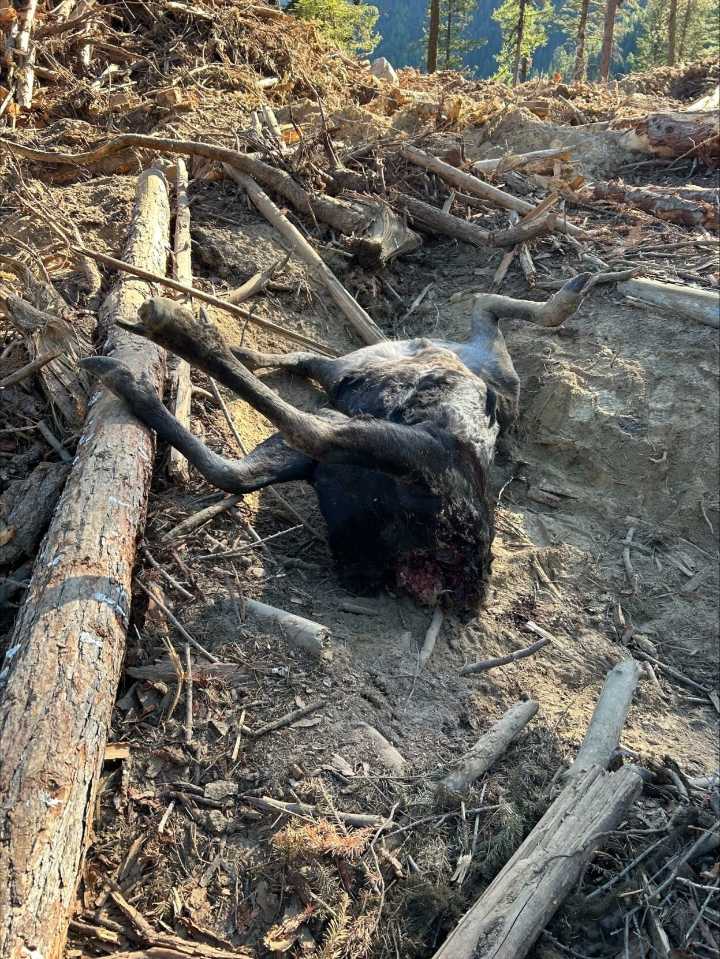 Bull moose killed near Sherman Pass; WDFW Police seek public’s help