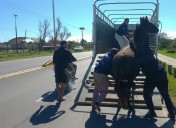 El Municipio de Resistencia retiró más de 130 animales sueltos en la vía pública