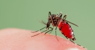 Households issued after disease-carrying mosquitoes found in UK