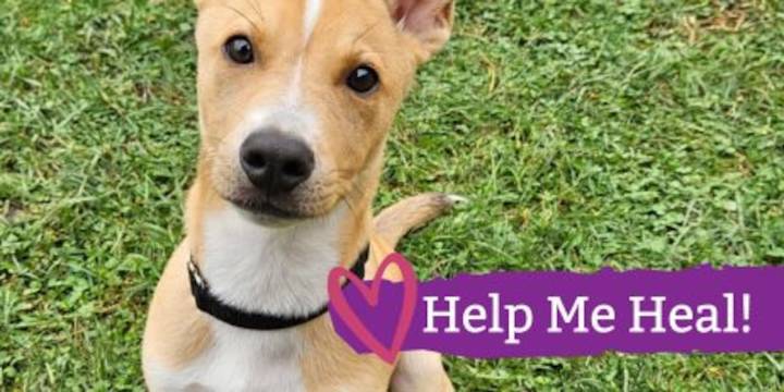 Dane Co. Humane seeks community support for sick puppy born with heart defect