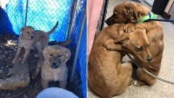 Ohio Shelter Workers Save Terrified Family Of Dogs Who Had Only Ever Known Each Other