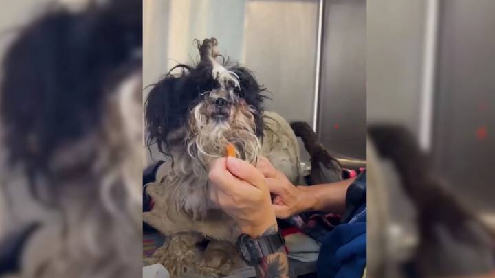 In California, A Stray Pup’s Transformation Begins With A Haircut And Ends In A Home