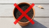 La tierra en las macetas no va más: la nueva tendencia que promete revolucionar la jardinería en 2026