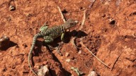 La Tierra al borde de una extinción masiva: “alerta roja” sobre 48.646 especies amenazadas