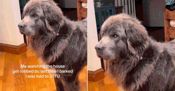 Newfoundland Dog Refuses to Bark During ‘Robbery,’ Teaching His Human Hilarious Lesson
