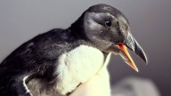 Juvinille puffin crash-lands in Massachusetts backayard