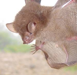 Six new bat species discovered just in time for Halloween