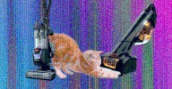 The Best Pet Hair Vacuums for Managing Dog and Cat Hair
