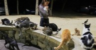 Chipre, conocida como la isla de los gatos, enfrenta una sobrepoblación de estos felinos