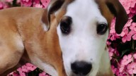 Robertito es un amoroso mix de bóxer que fue adoptado un mes y luego lo regresaron al refugio, busca una familia
