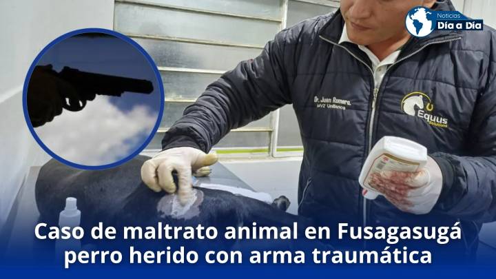 Caso de maltrato animal en Fusagasugá: perro herido con arma traumática