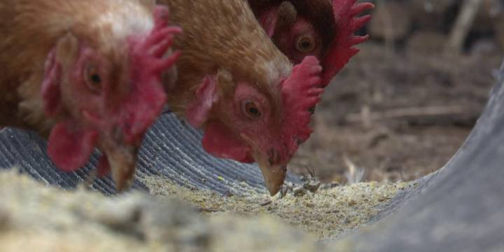 More bird flu detected in LaGrange County