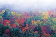 Scientists Map Microbiome Hidden Deep inside Tree Trunks