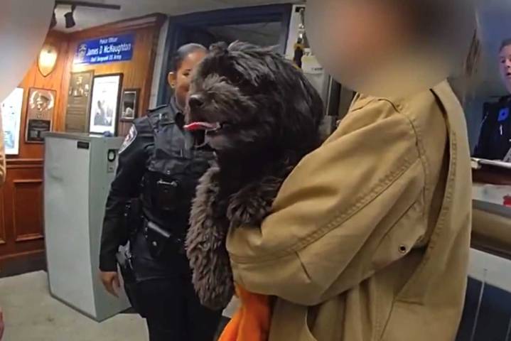 Moose the Dog Survives Scary Subway Train Encounter, Gets Rescued by the NYPD