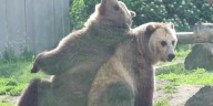 Henry Vilas Zoo saying goodbye to 2 grizzly bears, welcoming polar bears soon