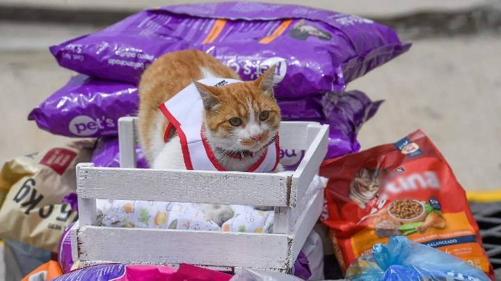 ¿Los gatos son una plaga? Esto es lo que dice la UNAM