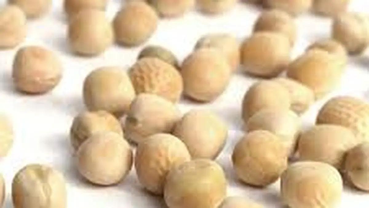 India ends duty-free imports of yellow peas
