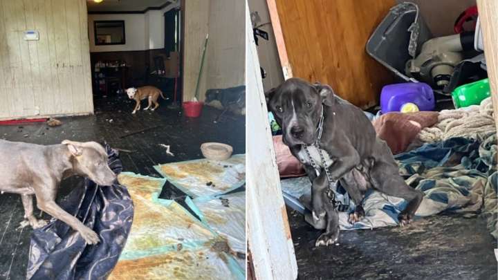Neglected Dog Spends Years In Ohio Shelter Before His Fairytale Adoption Day