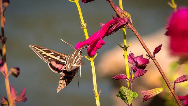 5 Colorful Moth Species That Rival Butterflies' Splendor