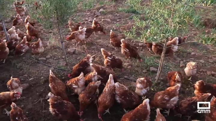 Detectado un foco de gripe aviar en una explotación de gallinas ponedoras de Yeles (Toledo)