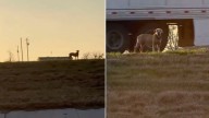 Driver Sees A Pup Stranded On Texas Highway Median And Slams On The Brakes