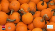 Things to know about Oklahoma Heritage Farm's "Fall Festival" in Ramona